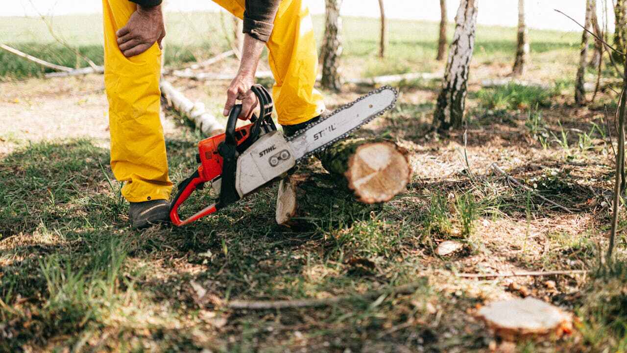 Residential Tree Removal in Nesquehoning, PA